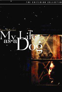 MY LIFE AS A DOG (1985) izle